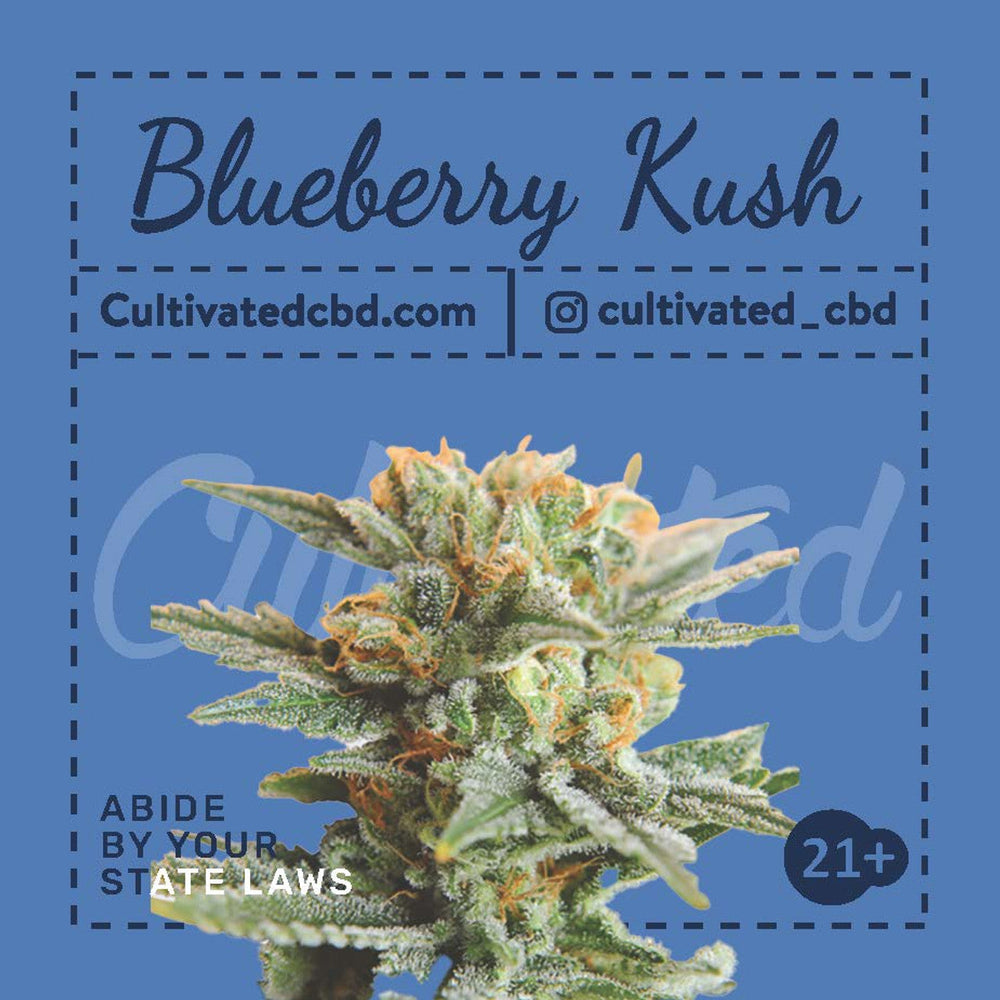 
            
                Load image into Gallery viewer, Cultivated Homegrow 3 Seed Pack | Blueberry Kush
            
        